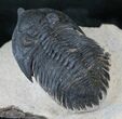 Rare Minicryphaeus Giganteus Trilobite - #13945-1